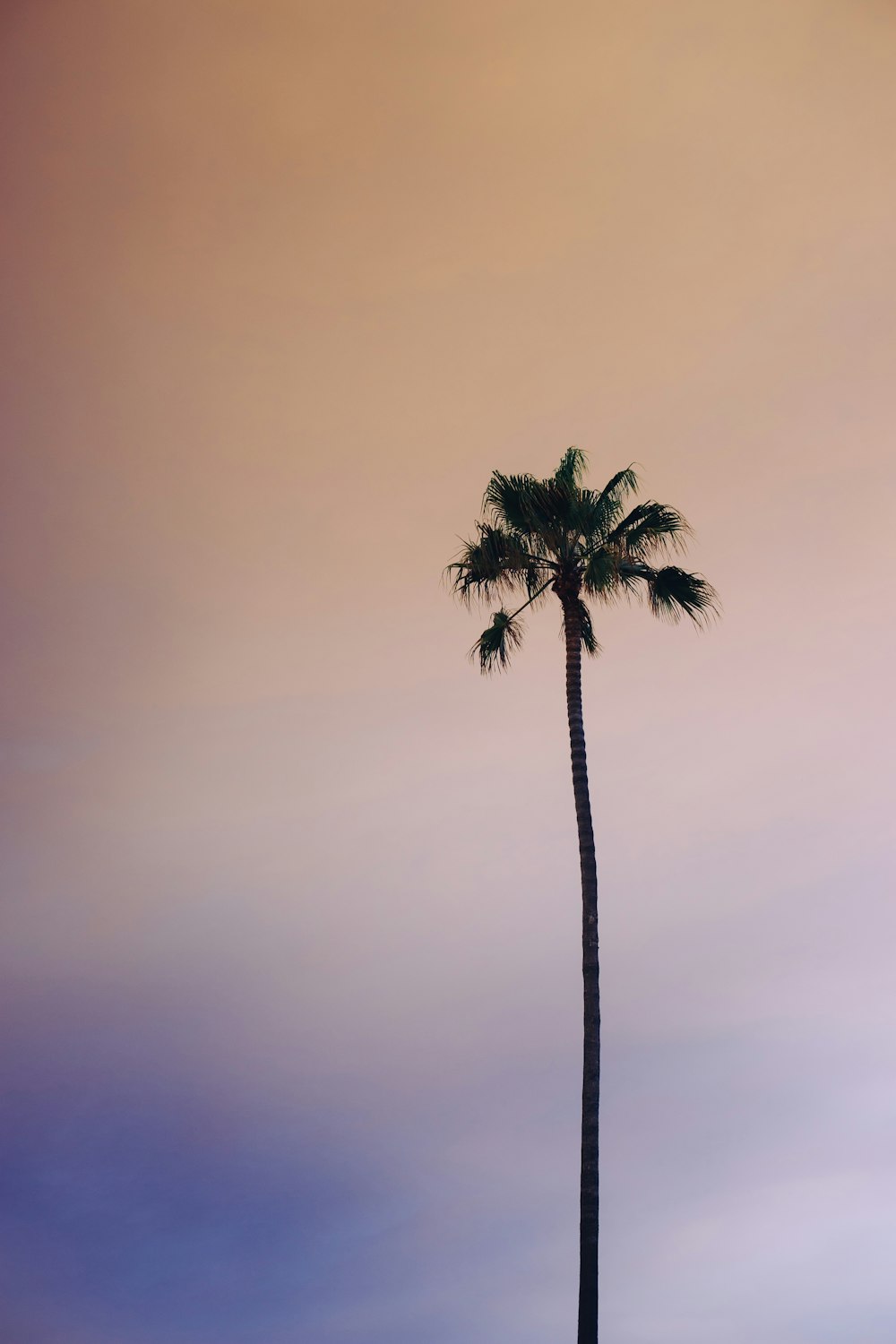 Fotografie aus der Wurmperspektive einer grünen Palme unter bewölktem Himmel