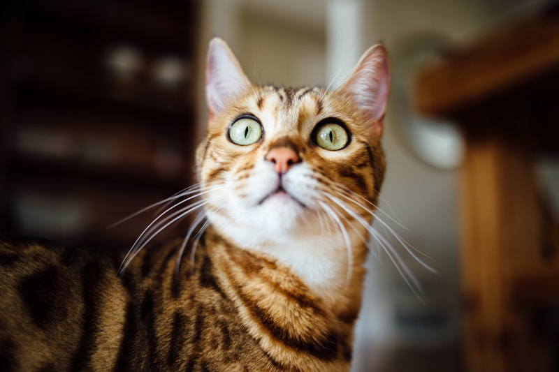 Feline