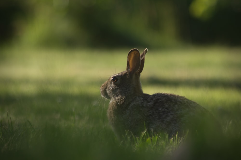 rongeur brun sur herbe verte photographie sélective de mise au point