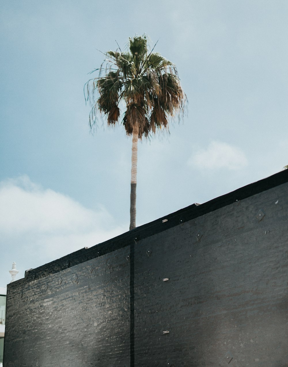 tree near building