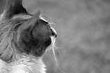 Close-up of a cat's head from the side, focusing on its ears, head, neck, and whiskers. The background is blurred, emphasizing the cat's fur texture and profile. The image is in black and white.