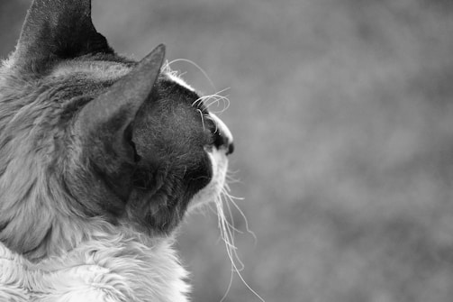 Close-up of a cat's head from the side, focusing on its ears, head, neck, and whiskers. The background is blurred, emphasizing the cat's fur texture and profile. The image is in black and white.