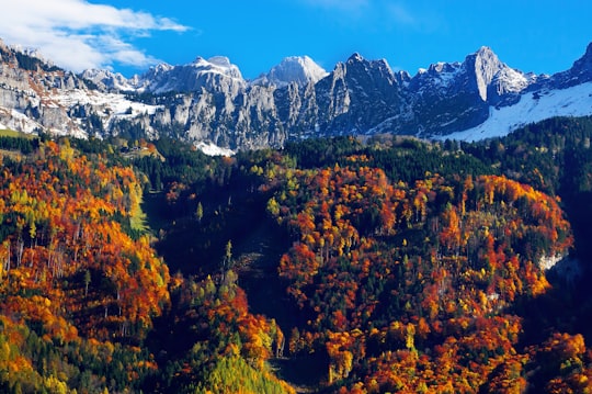 brown leafed trees in mountain in Glarus Switzerland