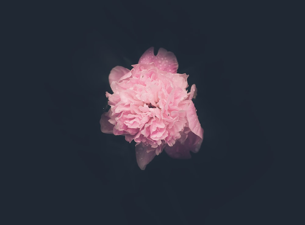 pink flower in black background