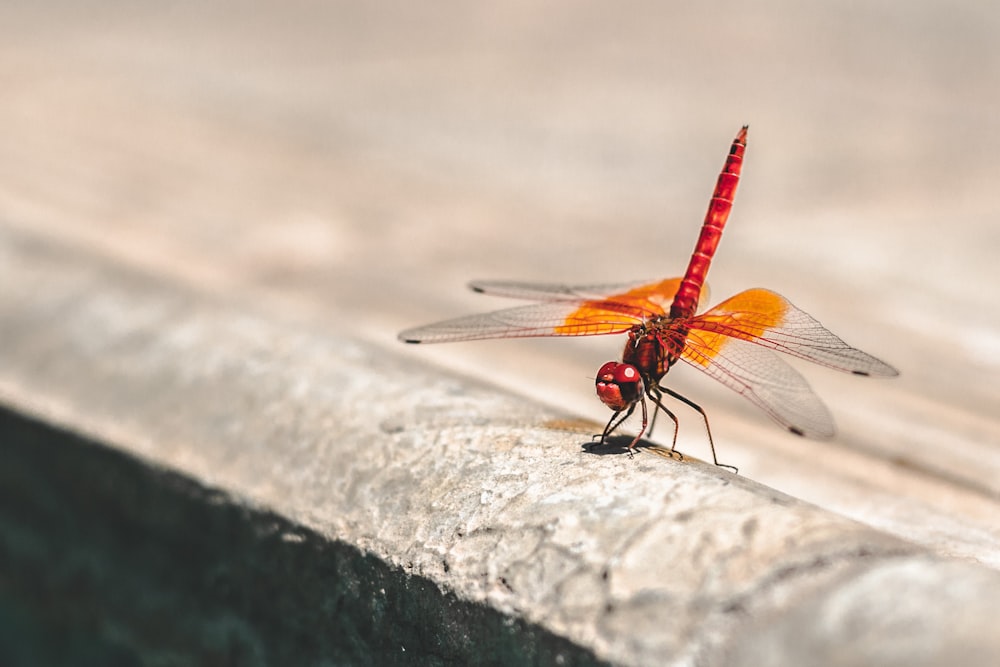 Fotografia de foco raso de libélula vermelha e laranja