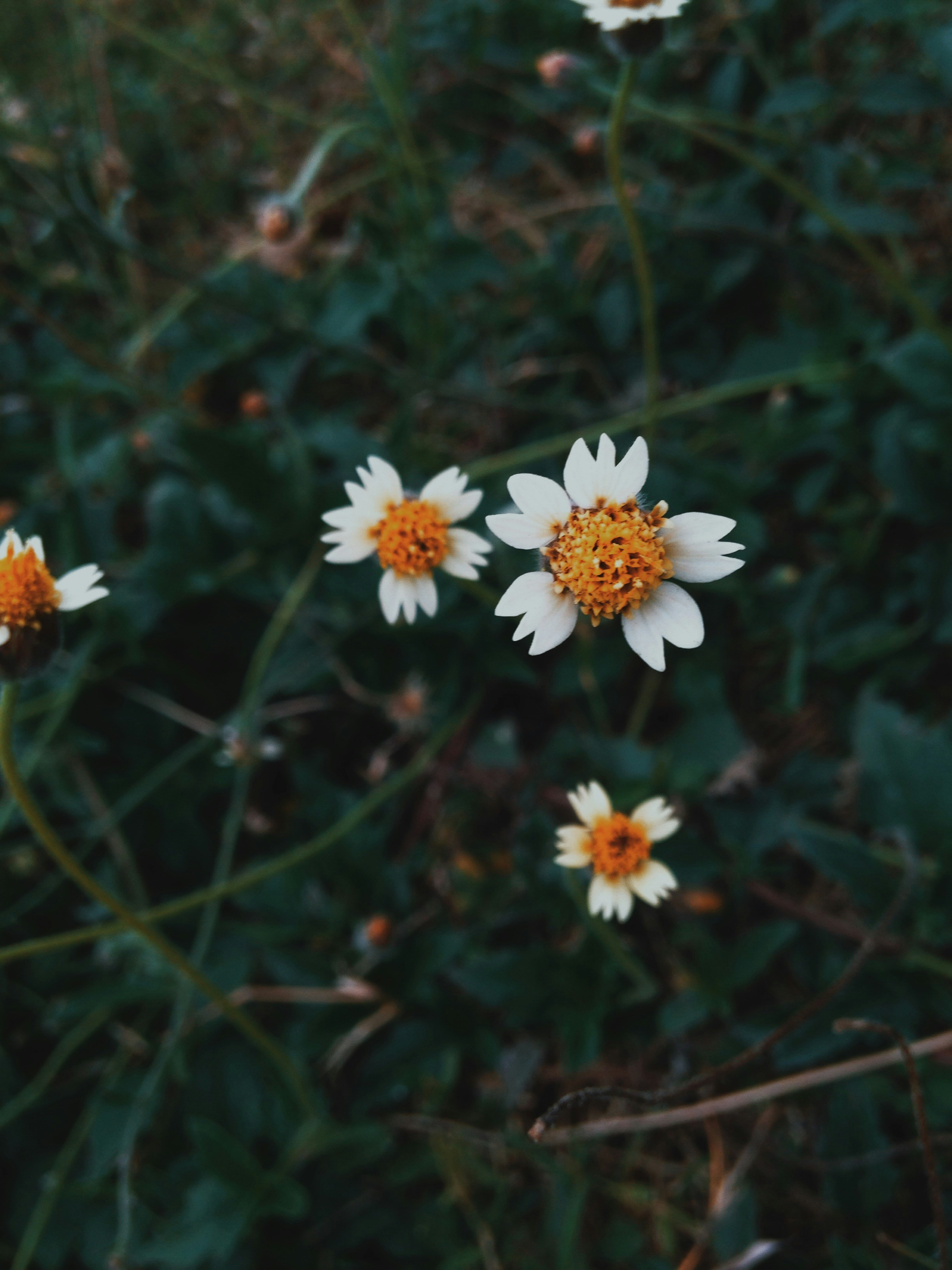 Free Unsplash photo from Abigail Lepaopao