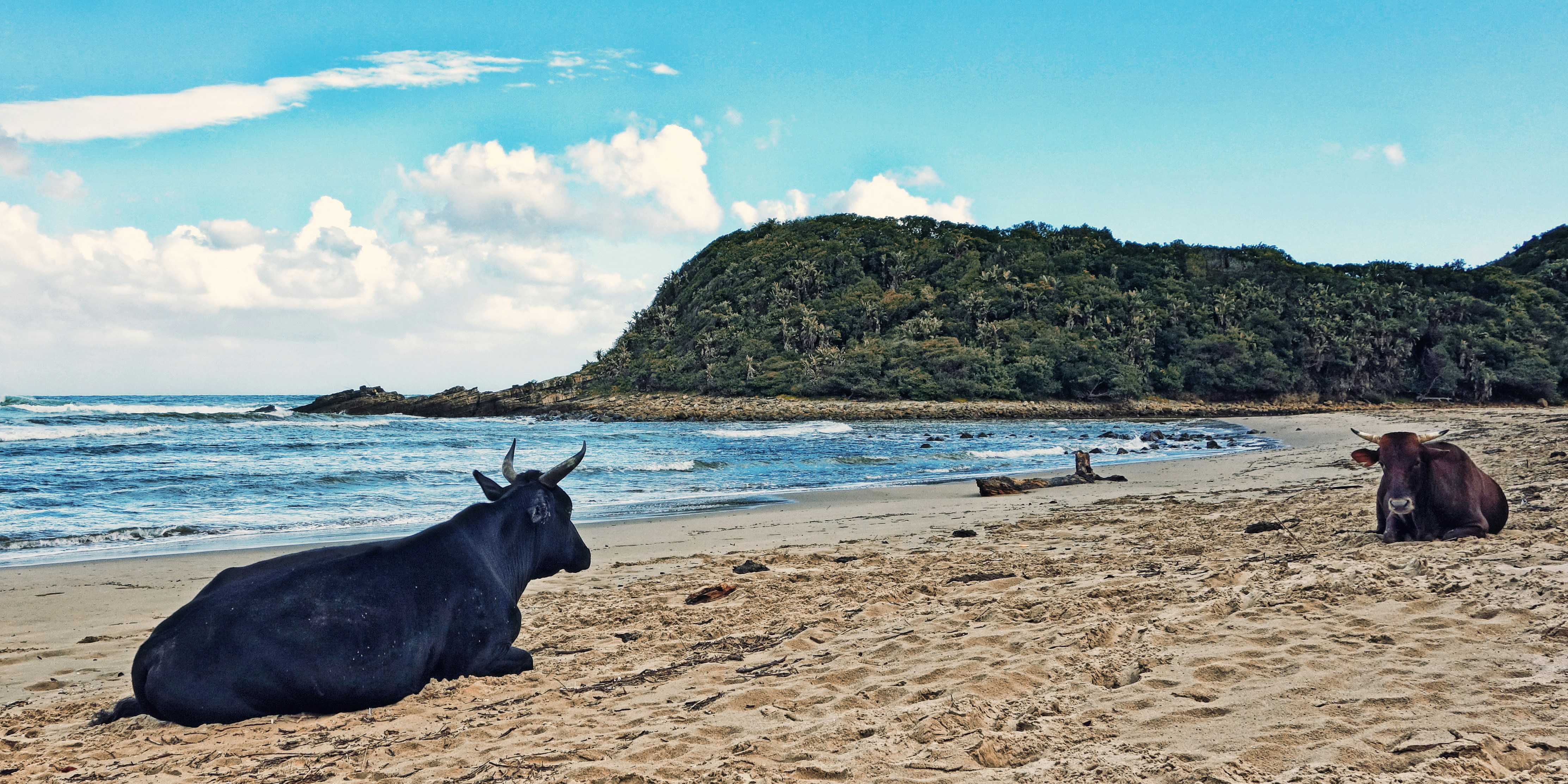 Корова у моря