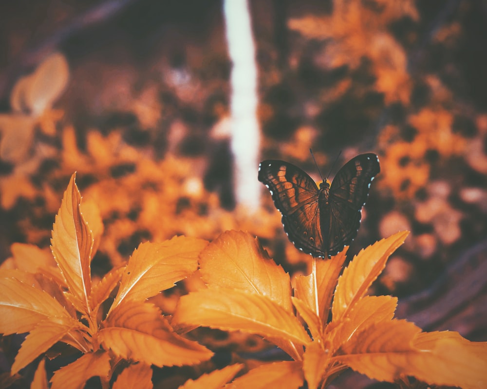 black butterfly perching on orange leaves