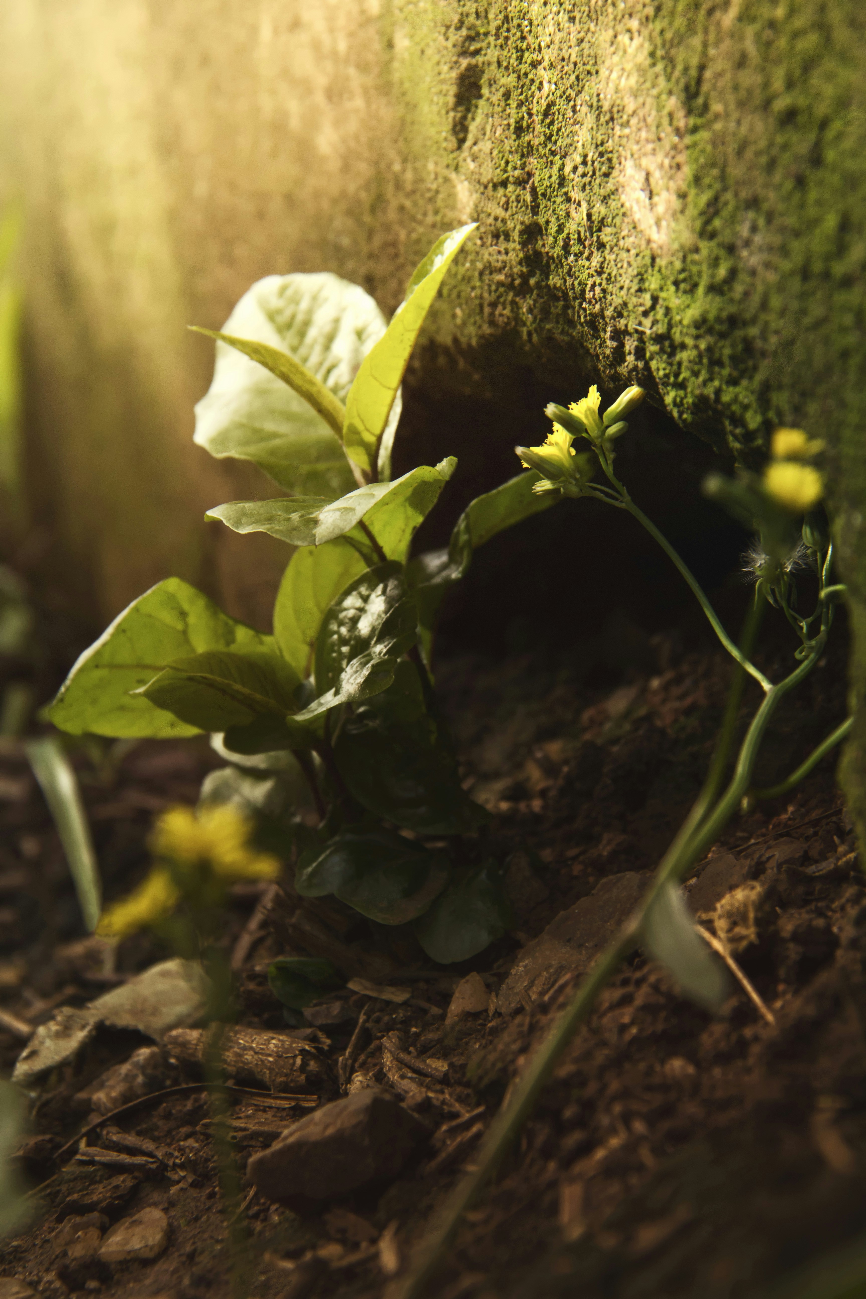 Free Unsplash photo from Eduardo Jaeger