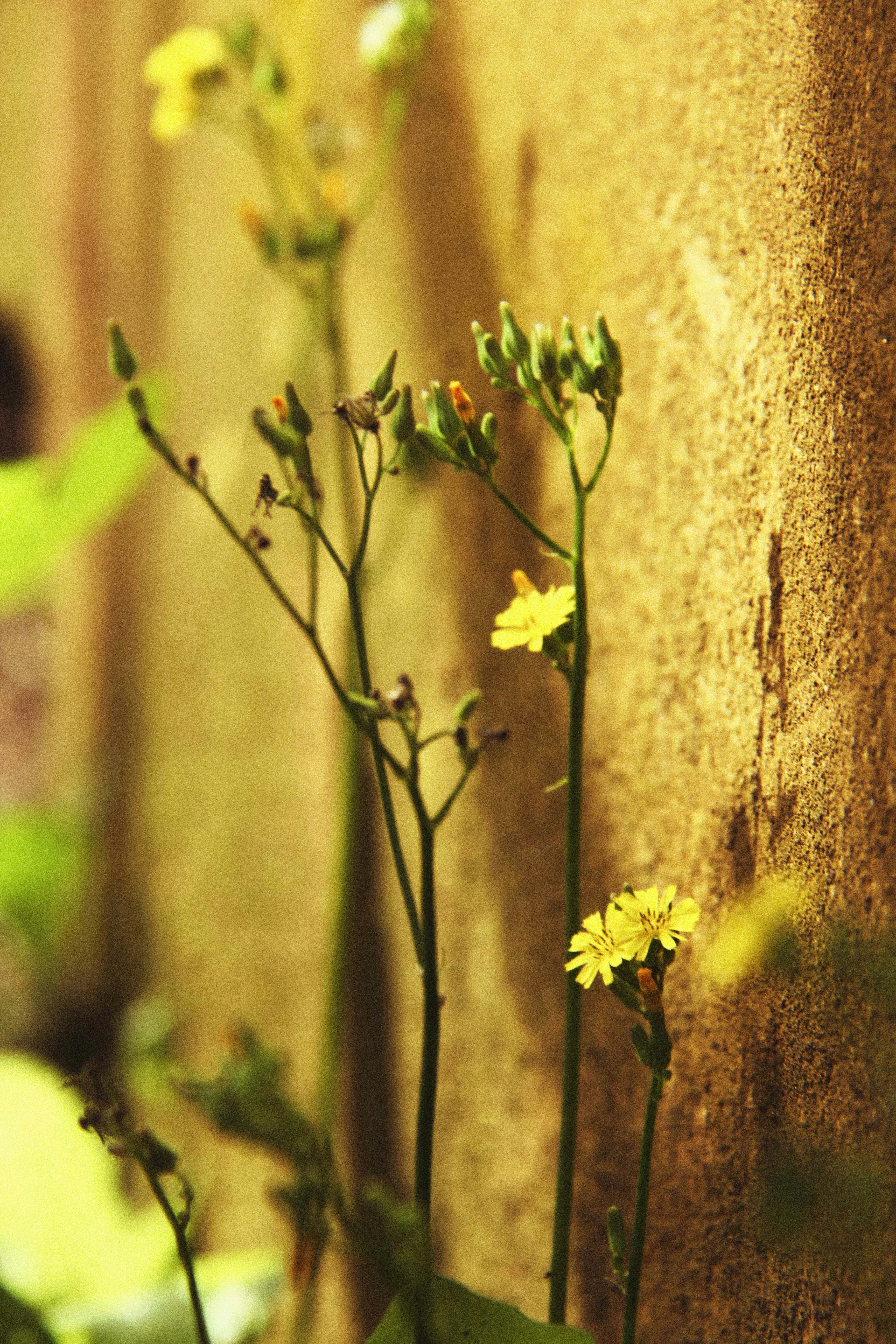 Free Unsplash photo from Eduardo Jaeger