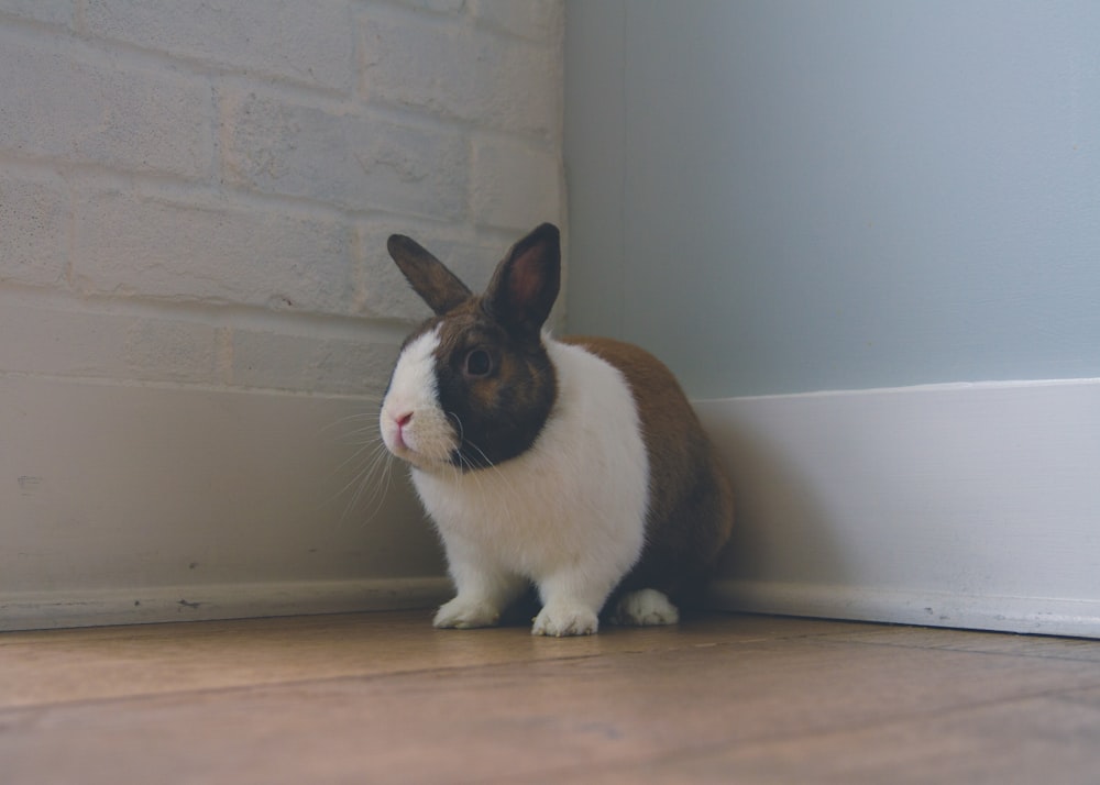 white and brown rabbit