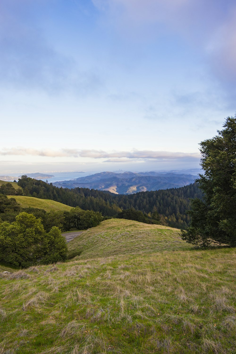 campo de hierba verde y árboles verdes bajo nubes blancas y cielo azul durante el día