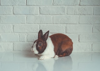 brown and white rabbit beside wall