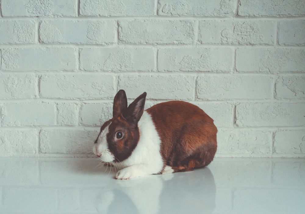 conejo marrón y blanco al lado de la pared