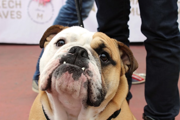 A close-up of an English bulldog with a brown and white face, looking directly at the camera. The dog is surrounded by people wearing jeans, and a leash is visible in the background.