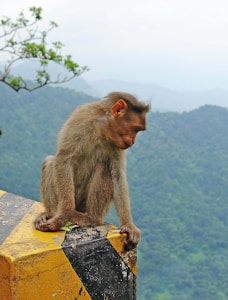 A monkey is perched on a concrete block with black and yellow stripes, overlooking a lush, green forested landscape. The monkey appears to be gazing pensively at something below.