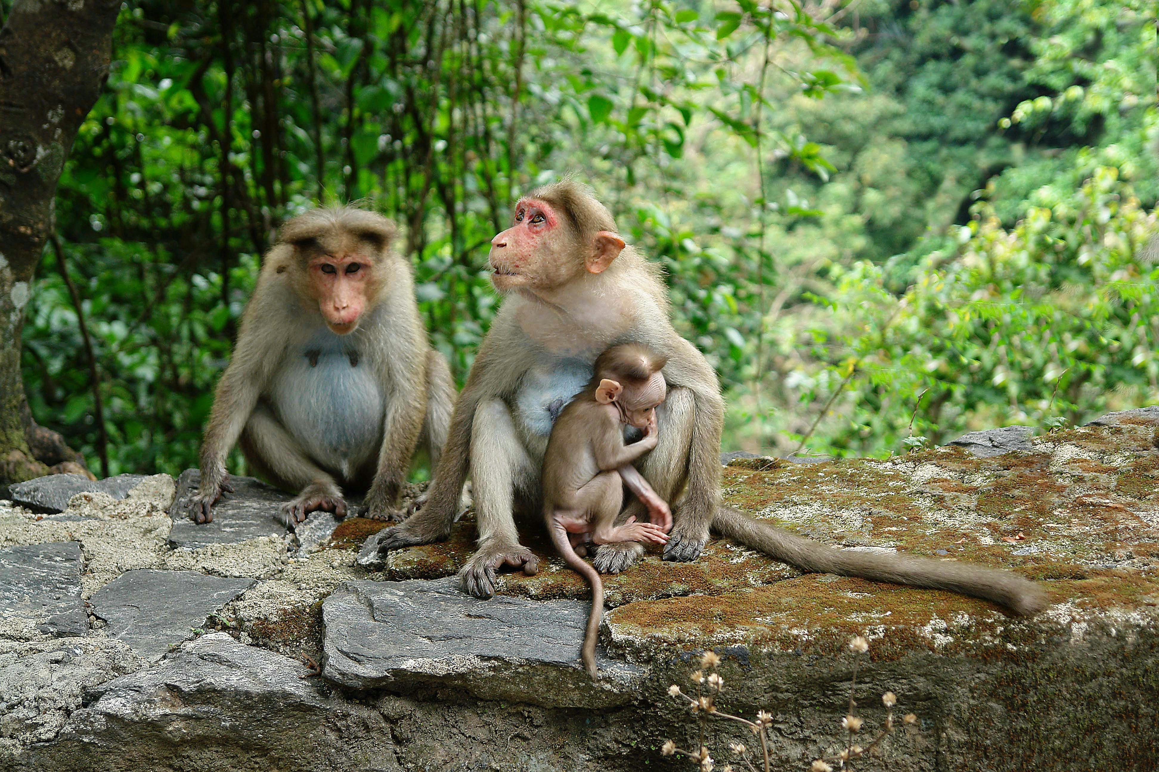Group of monkeys at Sarovaram Bio park