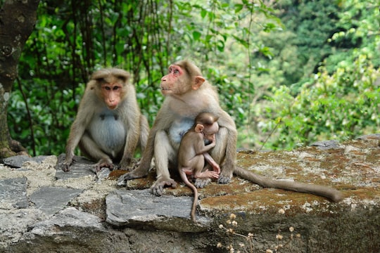 two brown primate sitting on rock in Kerala India
