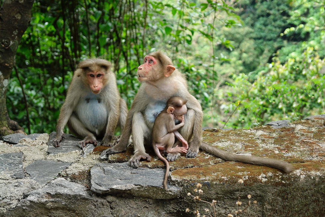 These monkeys were sitting beside the road in Carola India.