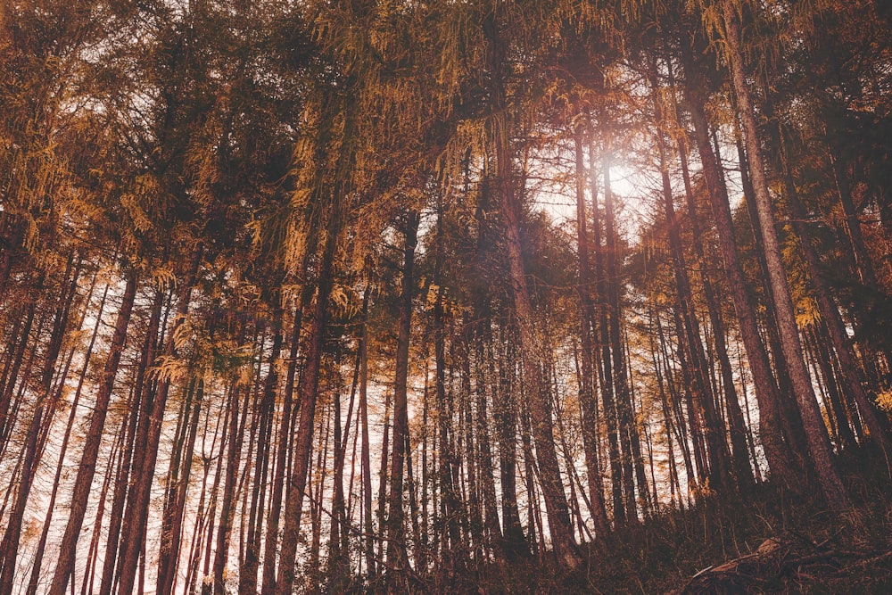 nature photo of tall trees during daytime