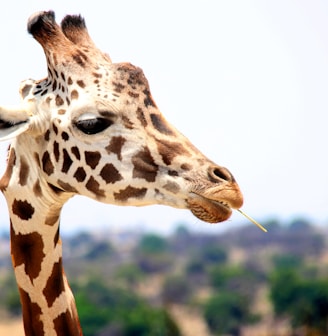 giraffe eating during daytime