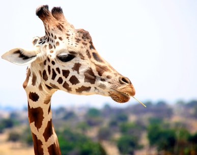 giraffe eating during daytime