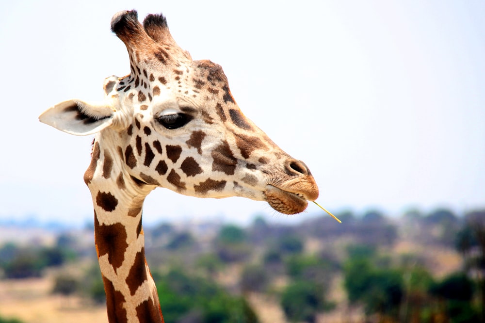 giraffe eating during daytime