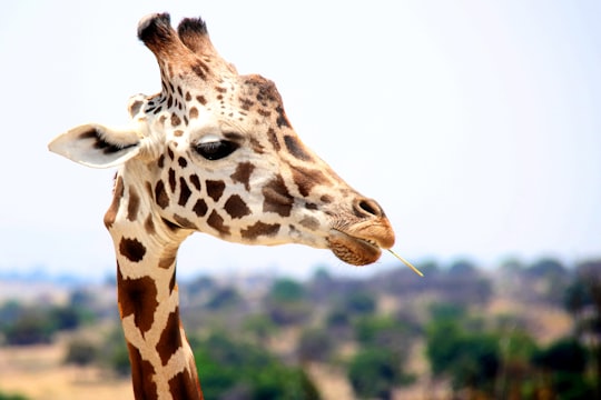 giraffe eating during daytime in Africam Safari Mexico