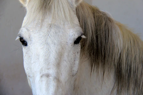 Close-up of a shiny horse mane being gently washed with rich foamy shampoo.