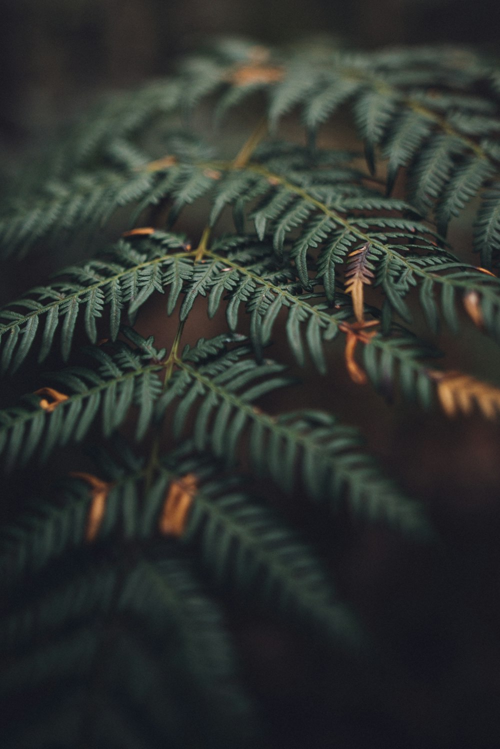 녹색 잎의 얕은 초점 사진
