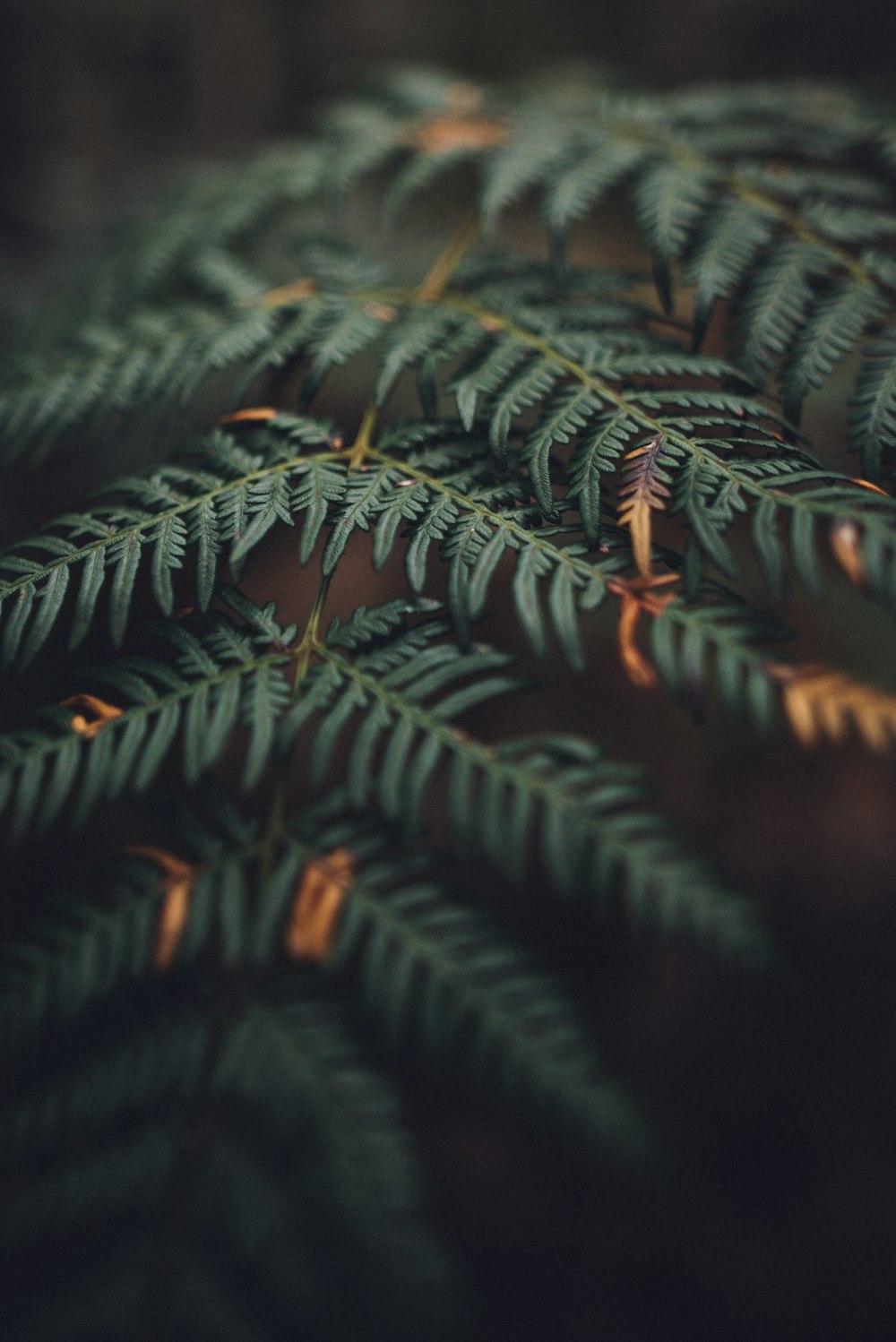 shallow focus photography of green leaves