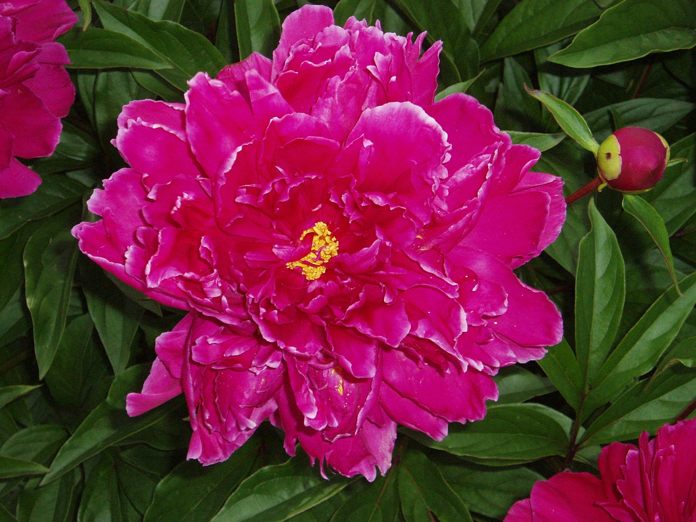 Free Unsplash photo from Harrie Vonk