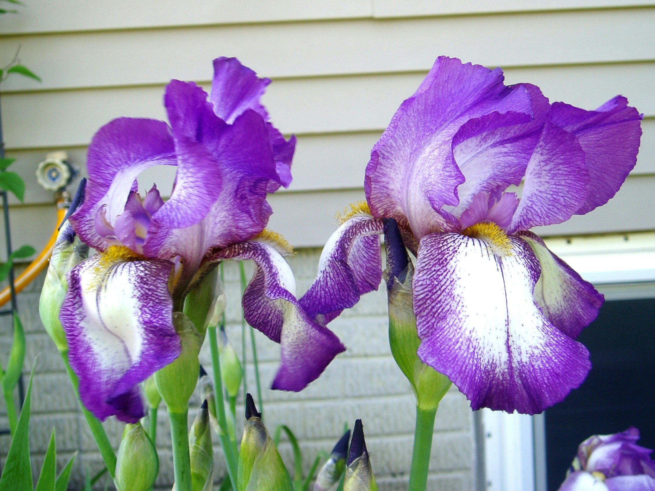 Free Unsplash photo from Harrie Vonk