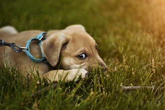 dogAdvisor | dog Advisor | dogadvisor.dog | dog Advisor