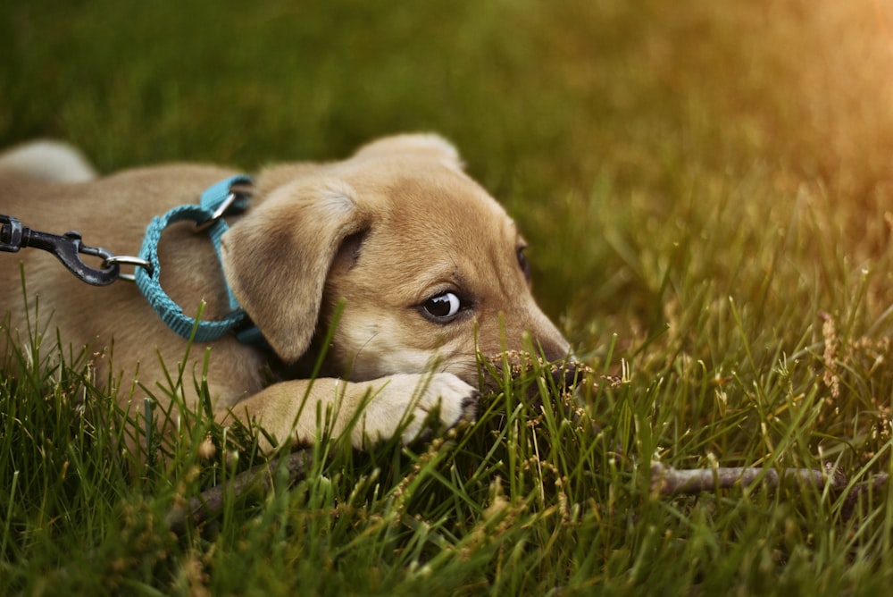 푸른 잔디에 누워있는 강아지의 얕은 초점 사진