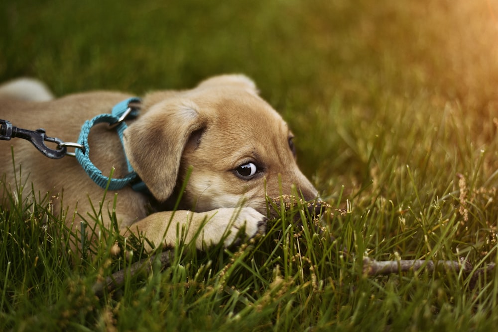 photographie de mise au point peu profonde de chiot couché sur l'herbe verte