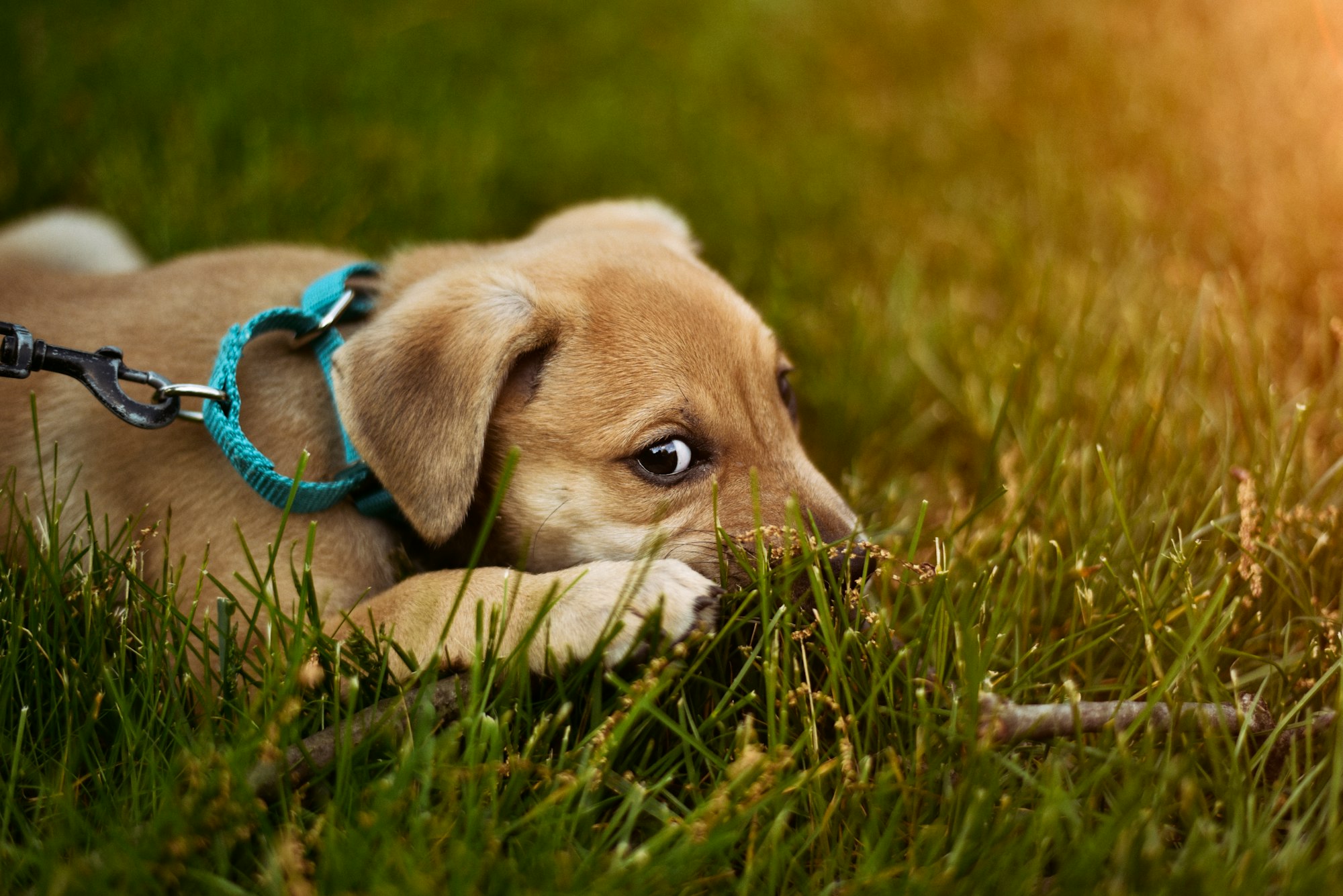 how to stop a dog from digging