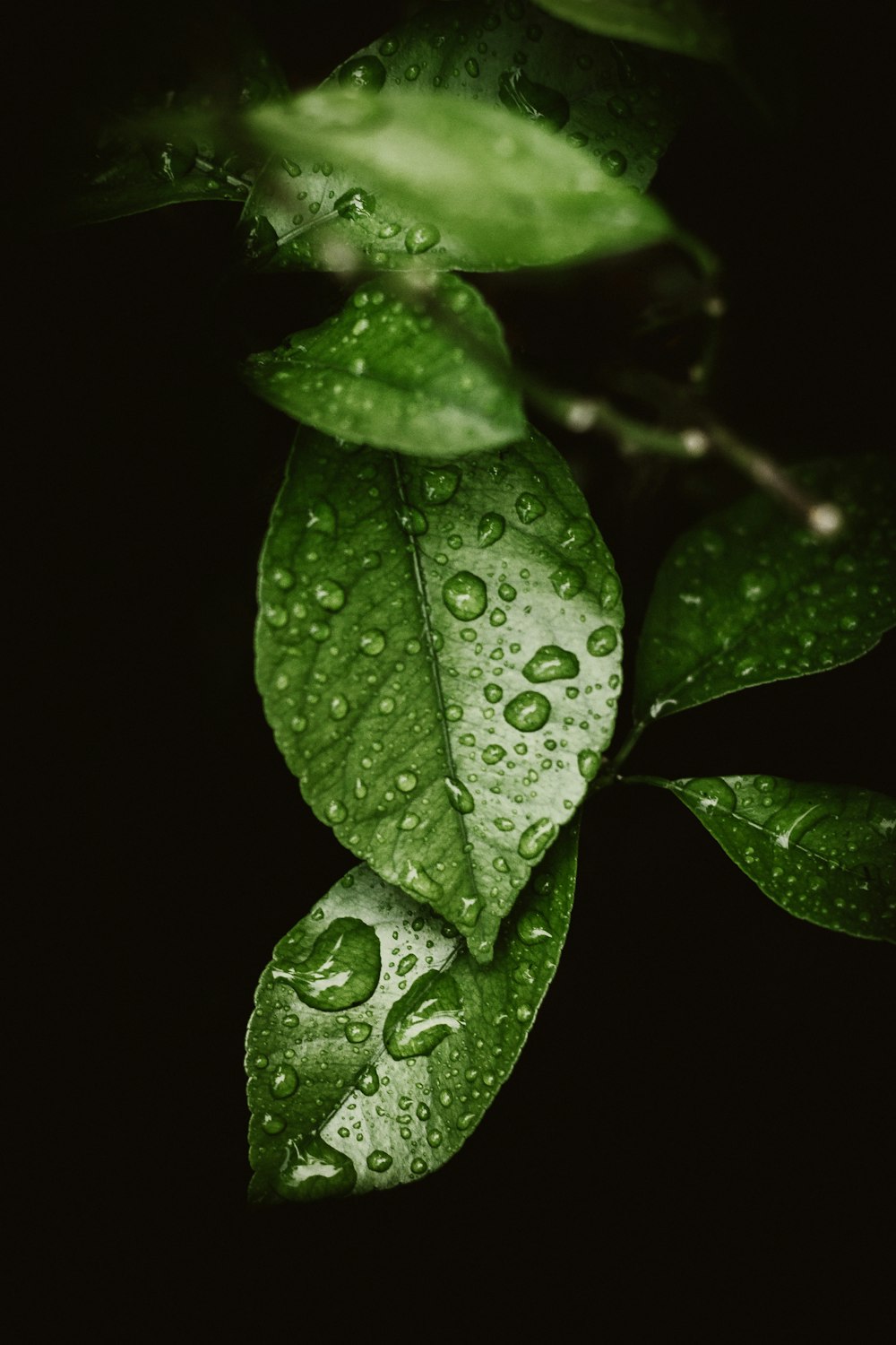 Wassertropfen auf grünem Blatt