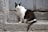 A black and white cat sits on a stone step next to a clear plastic container filled with water. The background consists of a worn, textured wall and a metal door.
