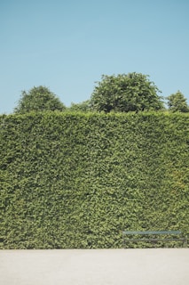 A high hedge of dense green foliage stretches across the image, with a clear blue sky above and a wooden bench positioned at the base. Trees are visible peeking over the top of the hedge.