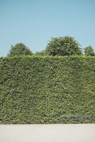 A high hedge of dense green foliage stretches across the image, with a clear blue sky above and a wooden bench positioned at the base. Trees are visible peeking over the top of the hedge.