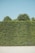 A high hedge of dense green foliage stretches across the image, with a clear blue sky above and a wooden bench positioned at the base. Trees are visible peeking over the top of the hedge.