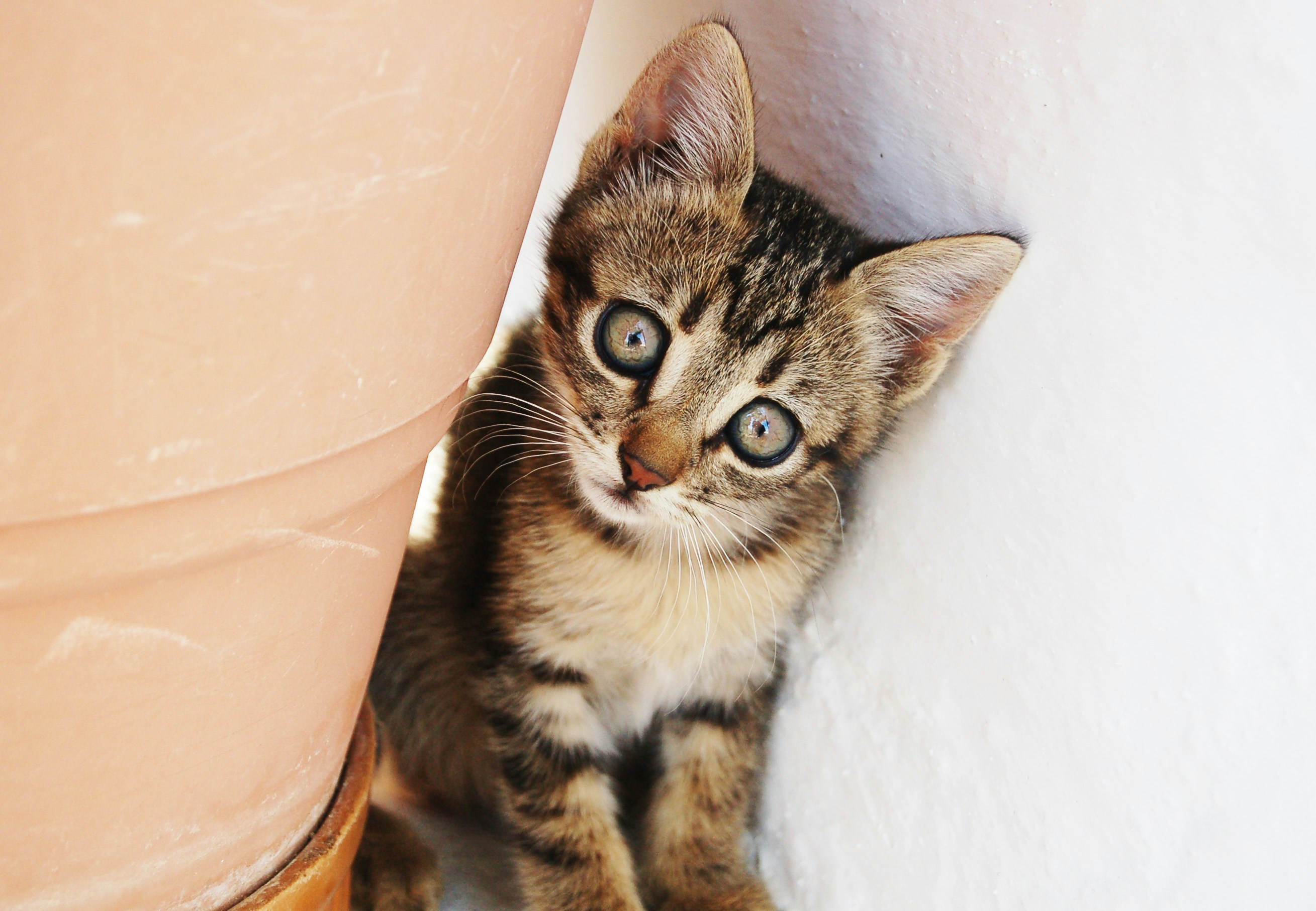 Free Unsplash photo from Chris Barbalis