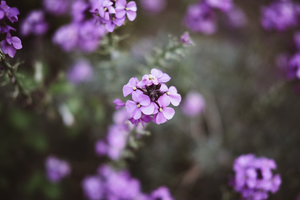 selective focus of purple flowers