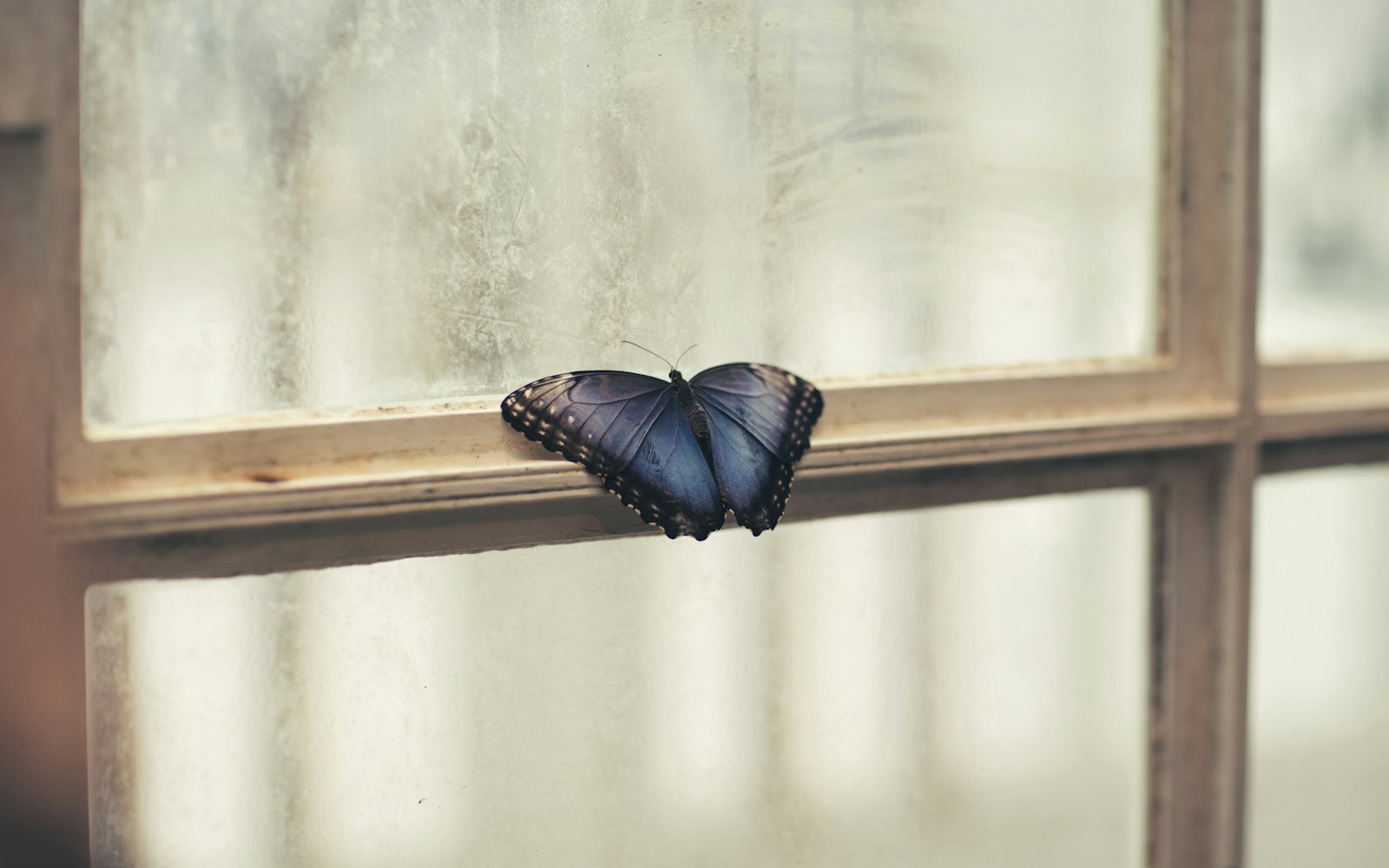 Canon EF 85mm F1.2L II USM sample photo. Photo of butterfly perching photography