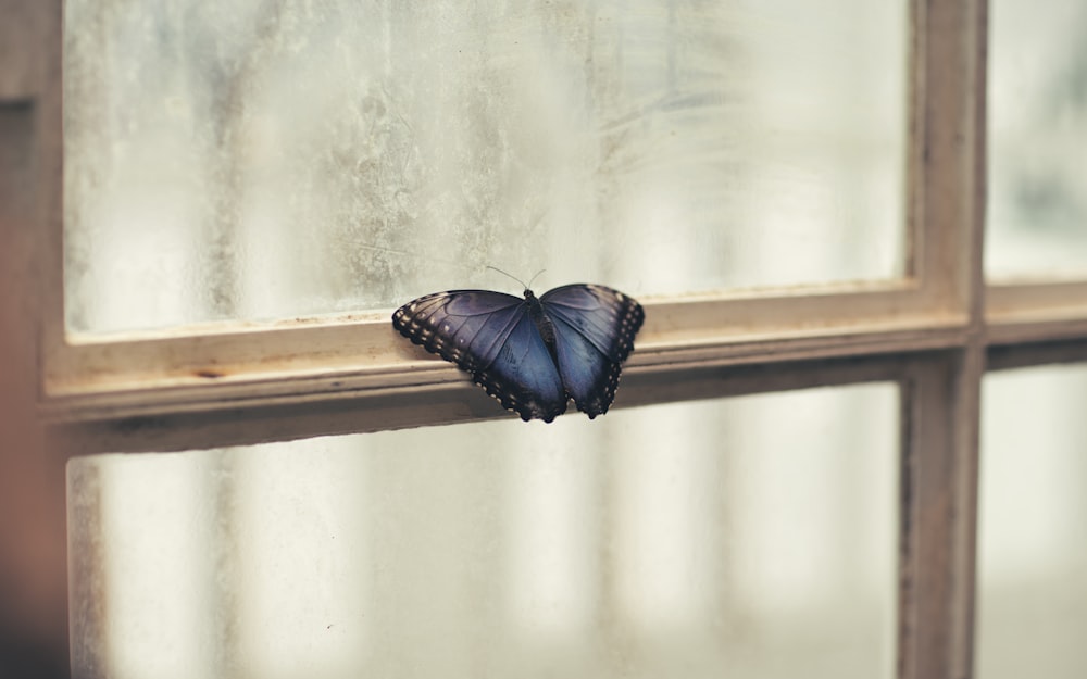 窓にとまる蝶の写真