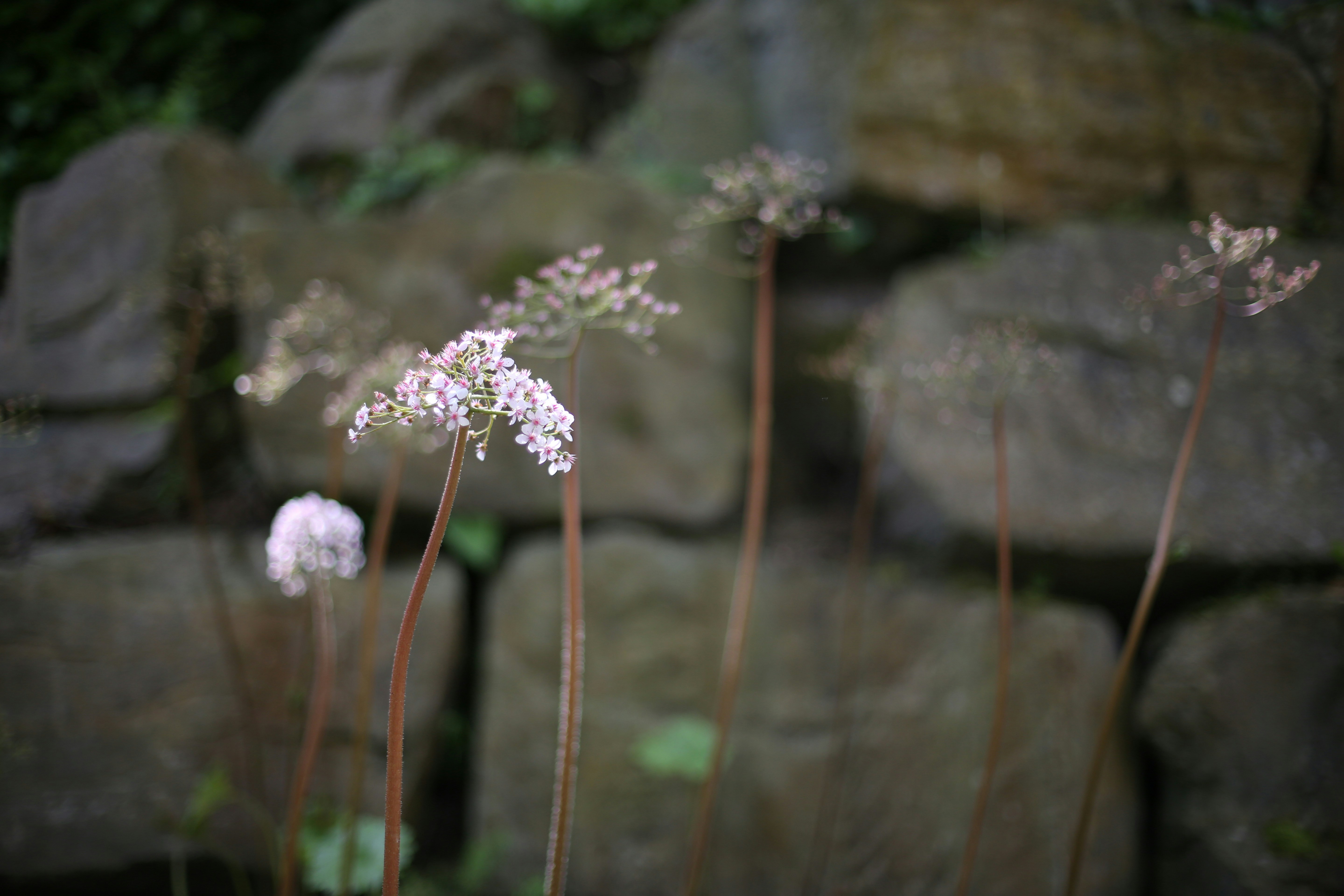 Free Unsplash photo from Zhen Hu