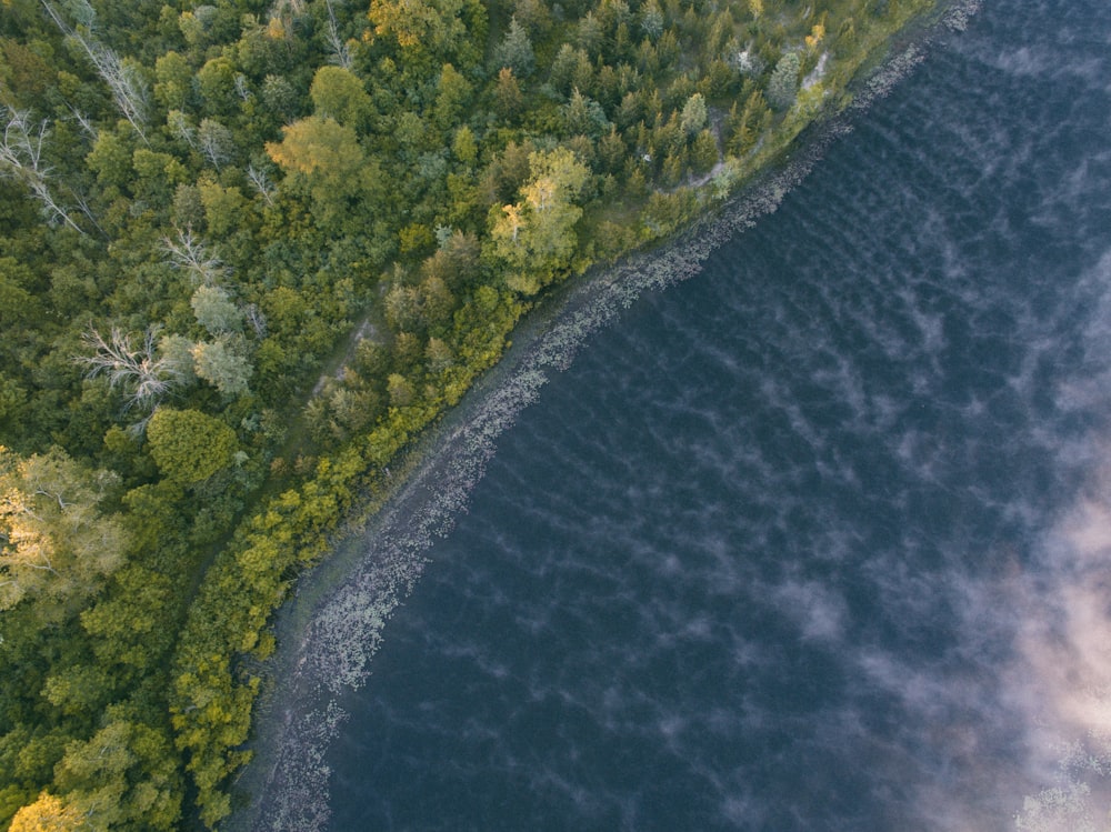 birds eye view of seashore near forest