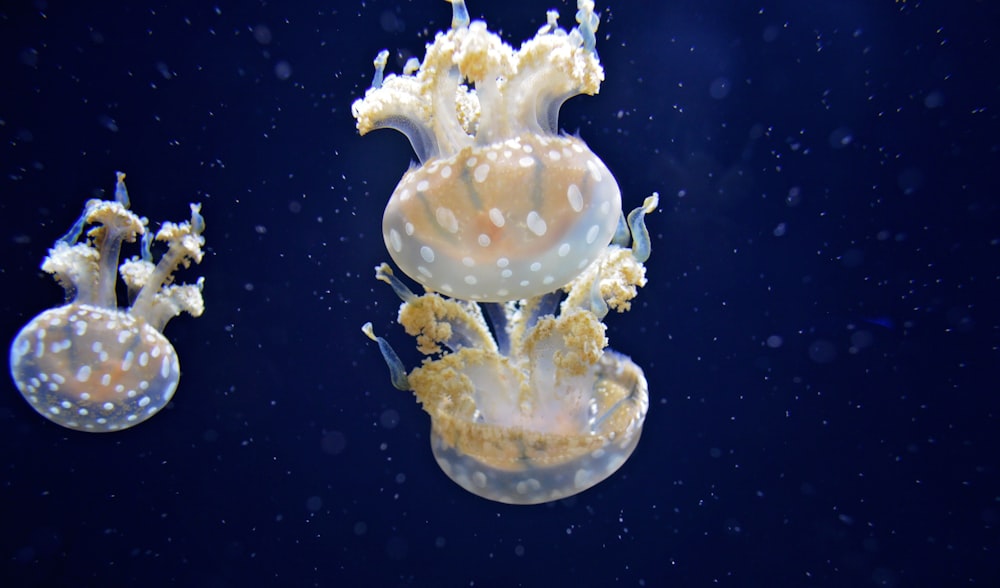 Tres medusas blancas y amarillas nadando bajo el agua