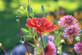 A vibrant garden scene featuring several blooming flowers with a striking red flower in focus. The background consists of blurred greenery and other flowers in shades of pink and yellow. The image captures the delicate petals and the natural arrangement of the stems and leaves.